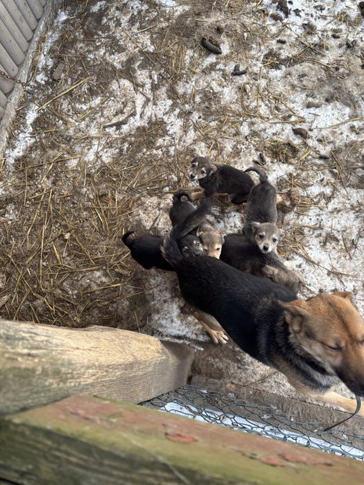 Собачки в хороші руки