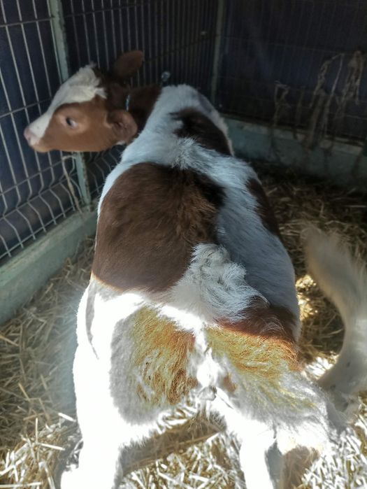 Sprzedam jałówke simentalke