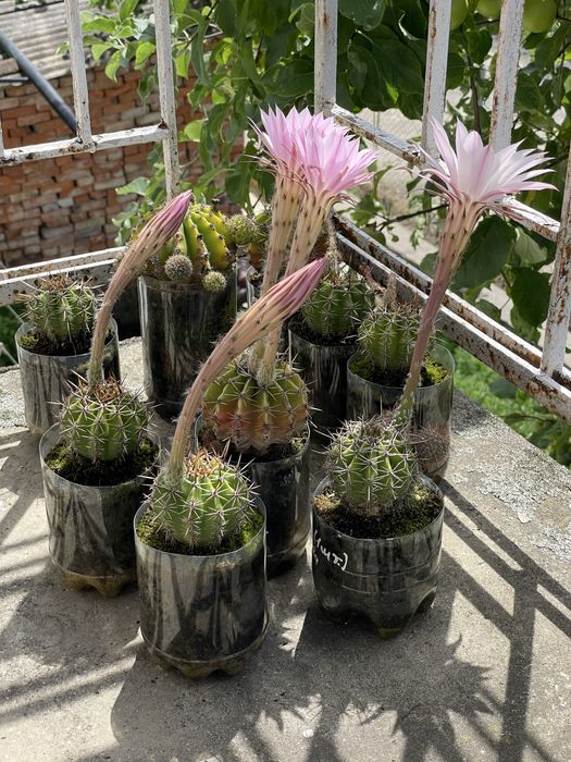 Кактус Echinopsis oxygona та Echinopsis eyriesii