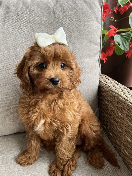 Cudowna suczka cavapoo gotowa do odbioru