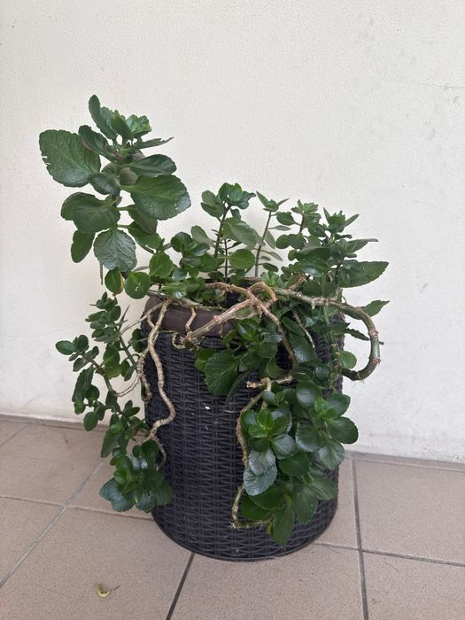 Vendo planta Kalanchoe adulta e saudável, plantada num vaso decorativo com efeito rotim/fibras (incluído).