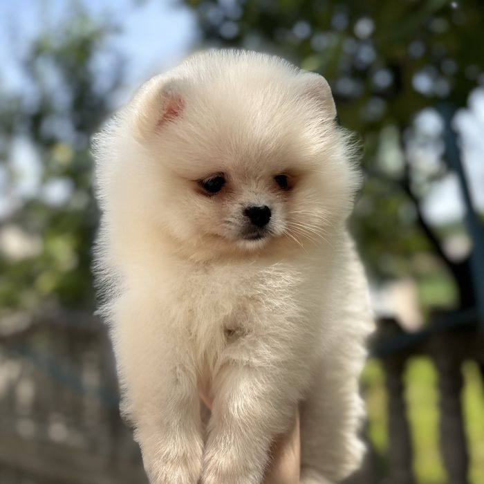 лялькова дівчинка шоу класу