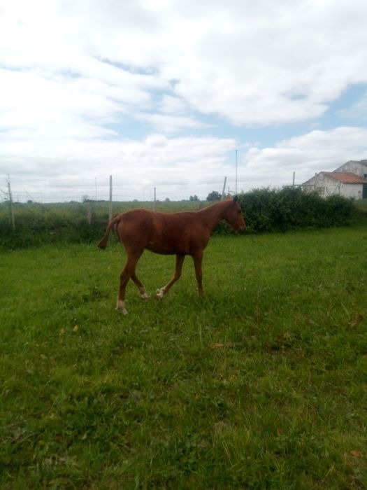 Poldra luso árabe