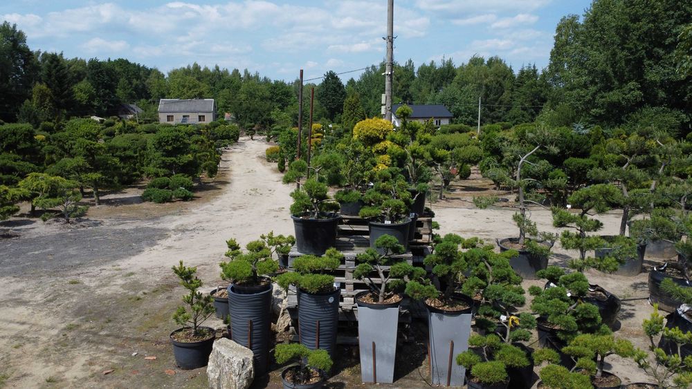 Piękne, formowane drzewa i krzewy ozdobne Bonsai i inne. Sosna, Cis, Tuja, Niwaki. Ogród