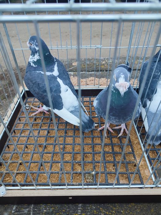 Gołębie staropolskie