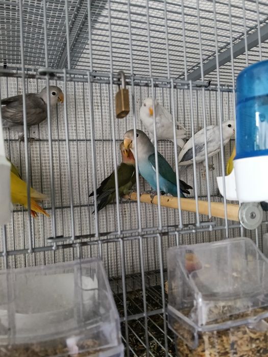 Vendo agraponis deste ano