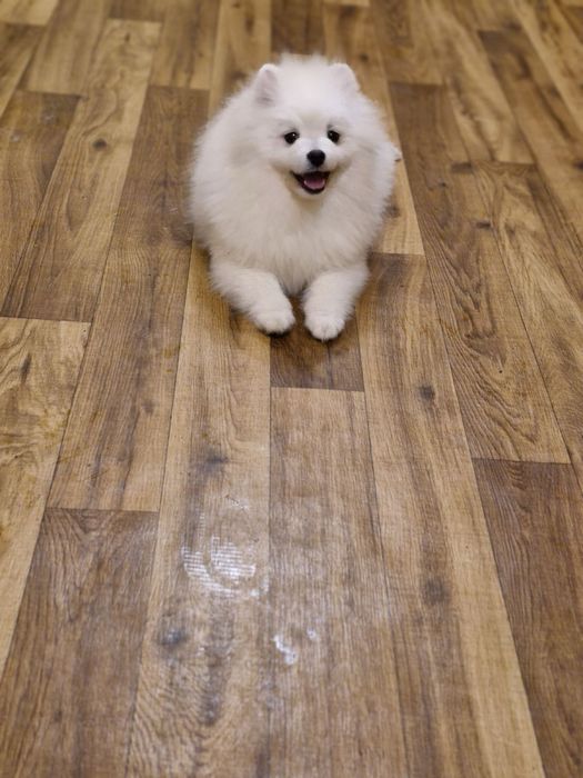 Померанский шпиц мальчик