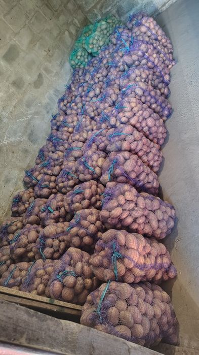 Картопля домашня