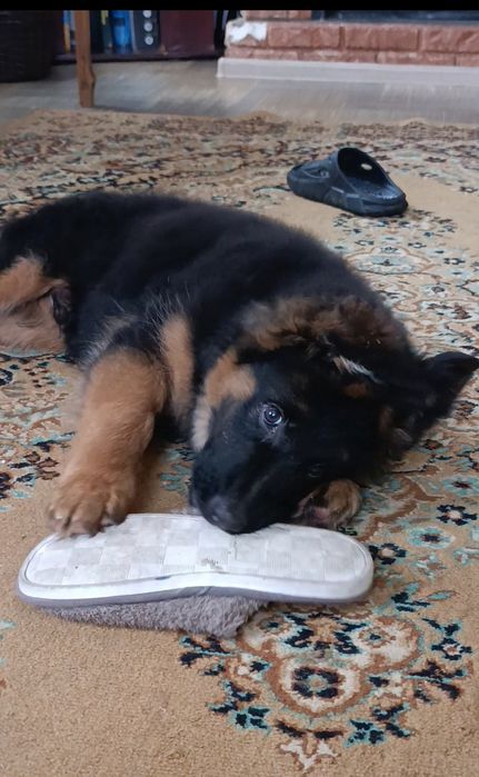 Німецька вівчарка