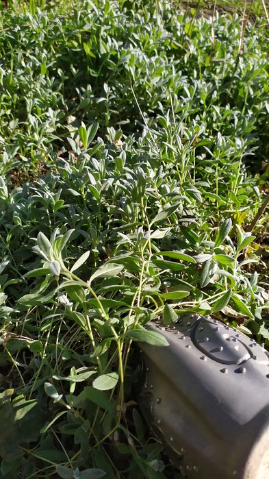 Ясколка белая посвокровные(растет ковром)