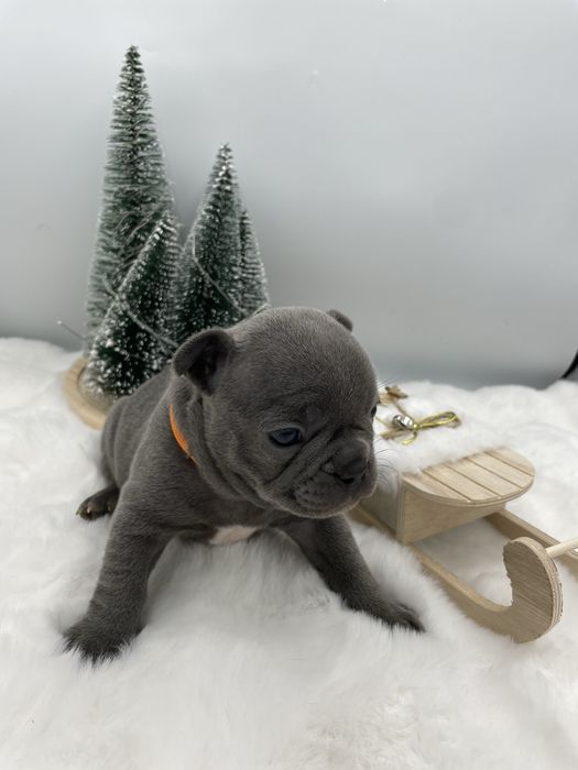 Sunia  Buldog Francuski