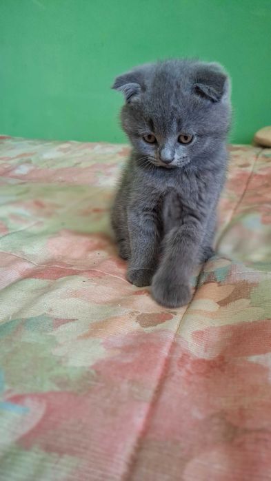 Шотландські  пухнастики.