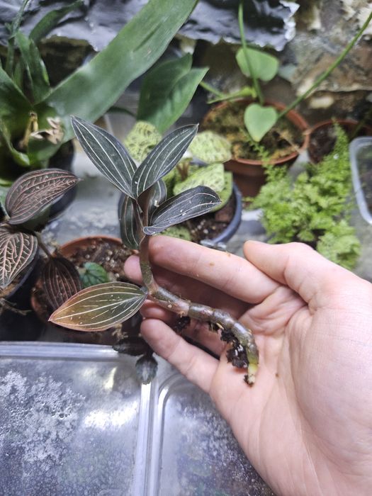 Storczyk jubilerski ludisia discolor