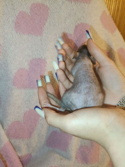 Пацючки    сфінкси