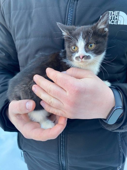 Віддам кошеня дівчинку в добрі руки