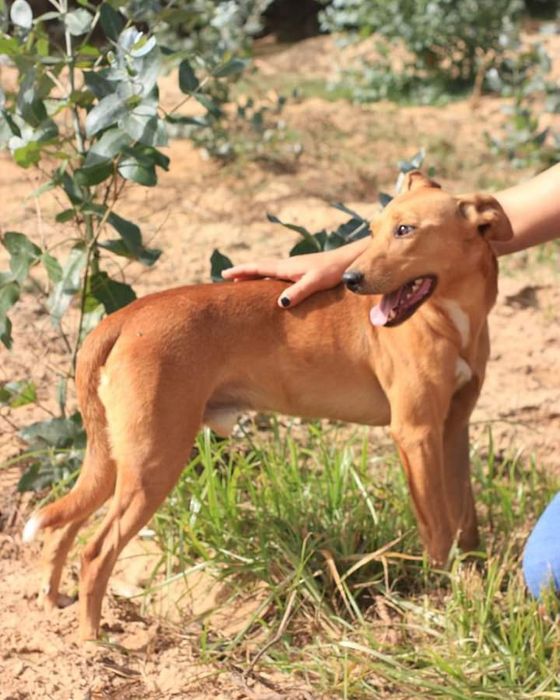 Flin- cão jovem de porte médio para adoção
