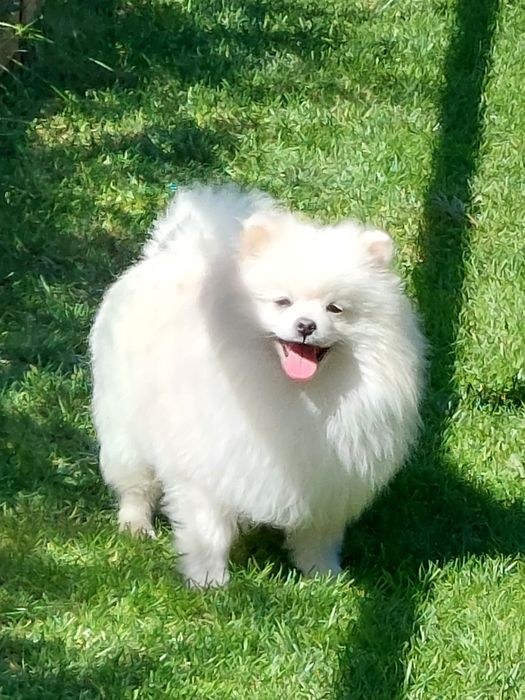 Piesek szpic miniaturowy Pomeranian