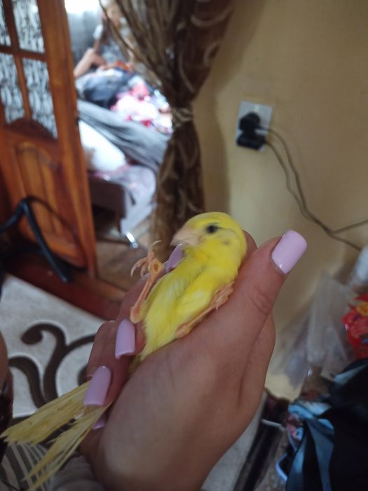 Продам канарок молодих