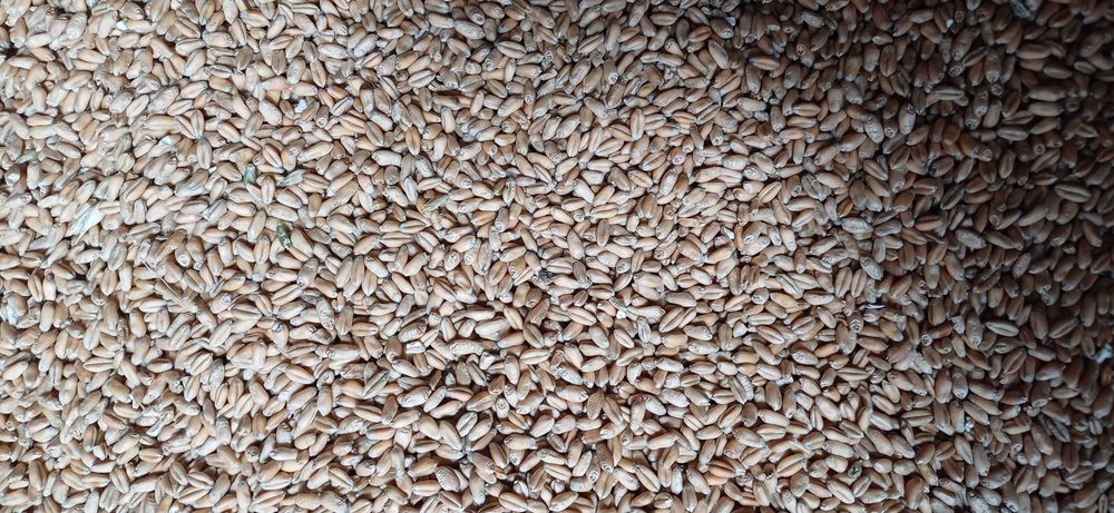 Кукуруза  Пшеница озимая  ячмень 9грн/кгрн солома ячка пшенична