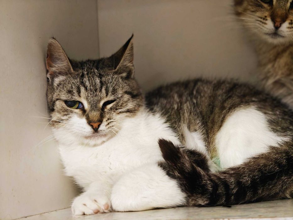 Кото-дитинка Совушка шукає дім