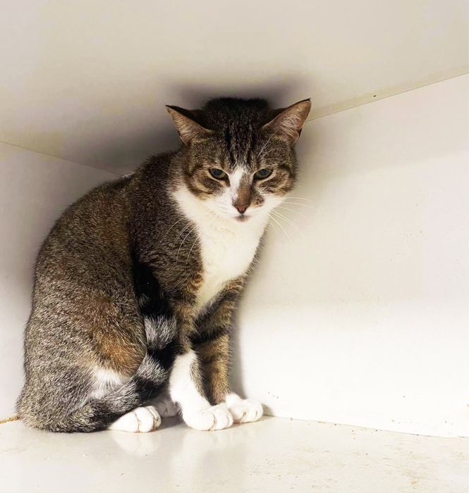 Кішечка Настя шукає родину! 1 рік. Стерилізована.Кішка.Кіт.коти