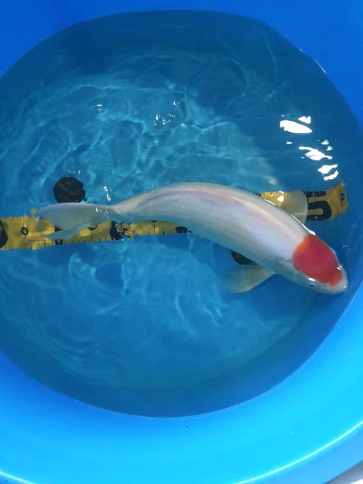 Carpa Koi Tancho 45cm