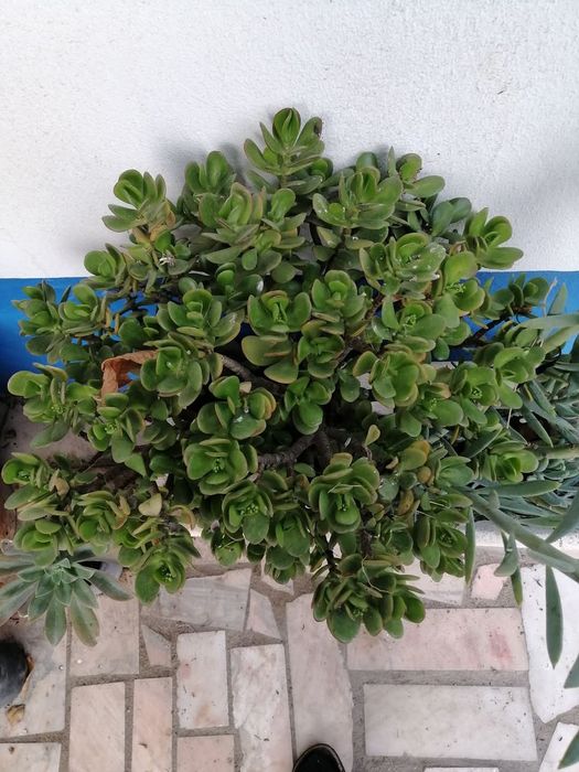 Suculenta adulta (planta jade) ou ár árvore da felicidade