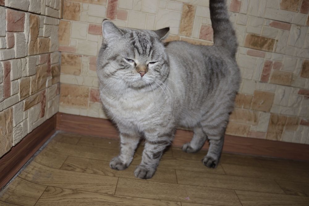 Шотландский страйт по кличке барон,приглашает на Вязку!