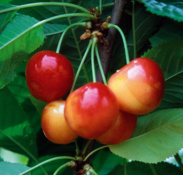 Drzewka owocowe Darowice 35 A