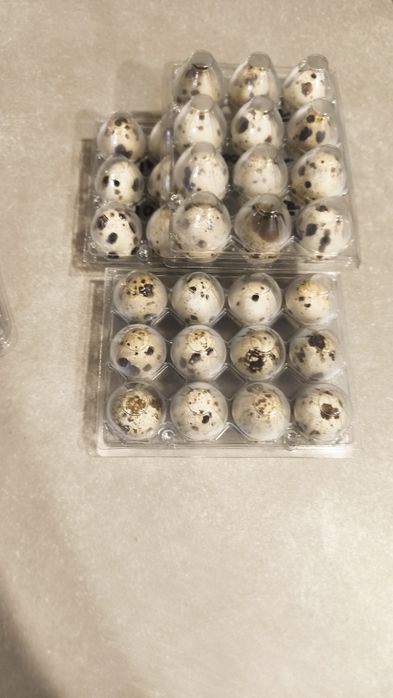 Ovos caseiros biológicos