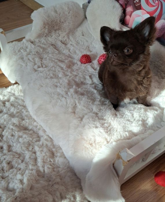 Czekoladowy piesek Chihuahua