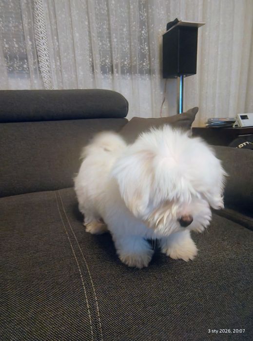 Maltańczyk piesek ostatni