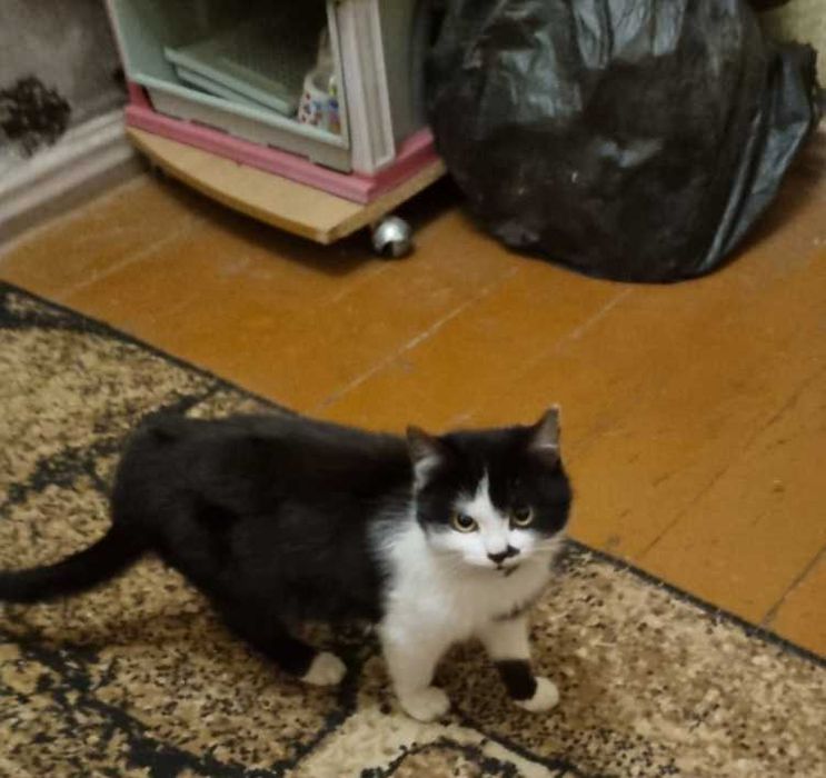 Полюшка, 4 месяца, девочка ищет дом