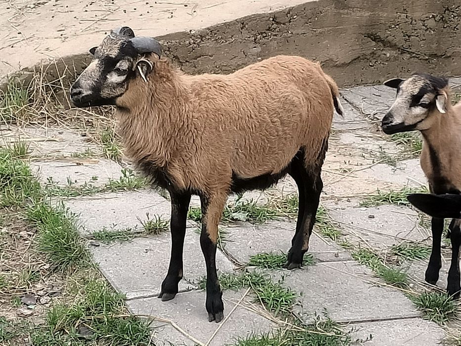 Baran kameruńskie baranek