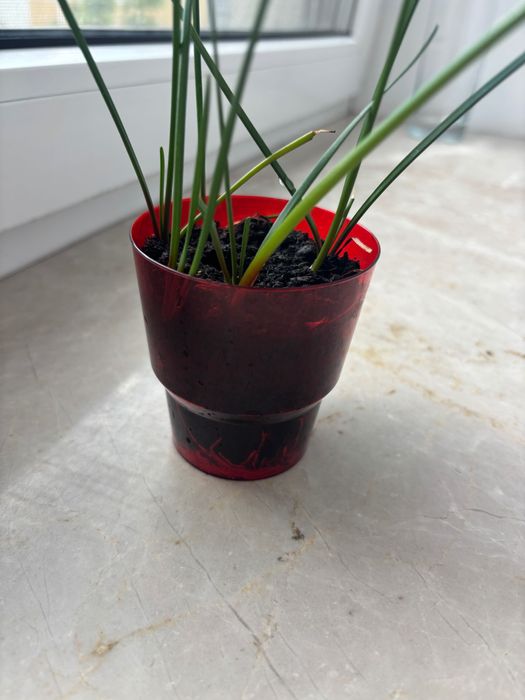 Зефірантес (вискочка або кімнатний нарцис)