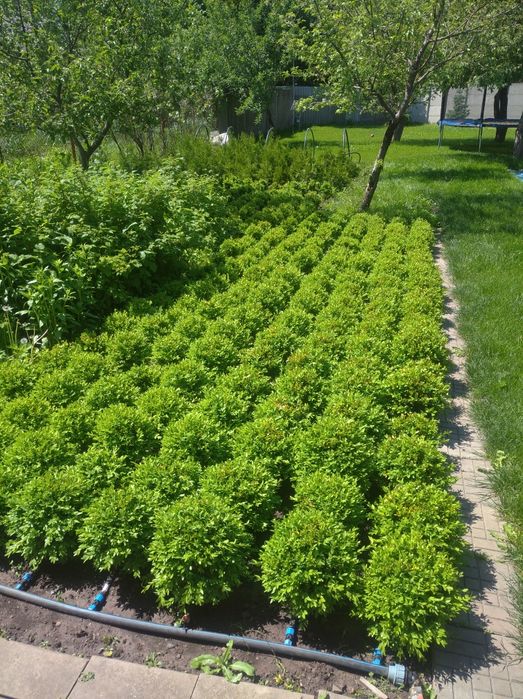 Продам кусты самшита Шар (диаметр 25-35 см). Плотная стрижка.