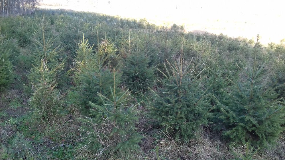 Choinki Bożonarodzeniowe