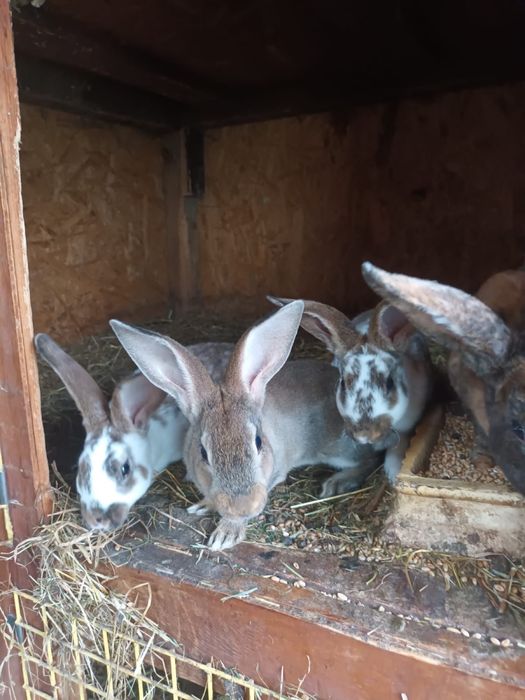 Rexy króliki samice zakocone