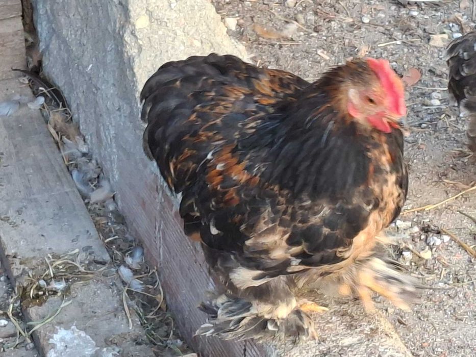 Vendo Galinhas de Pekin mutacoes