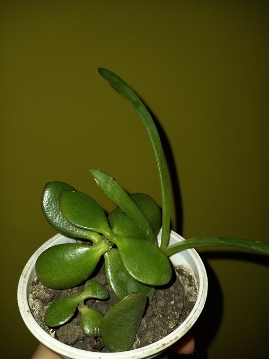 Алоє Фікус Бенджаміна  Толстянка Обмін