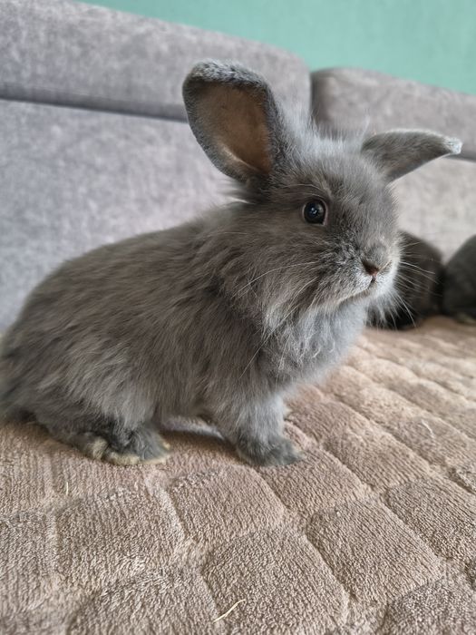 Króliczki miniaturki baranek/lop