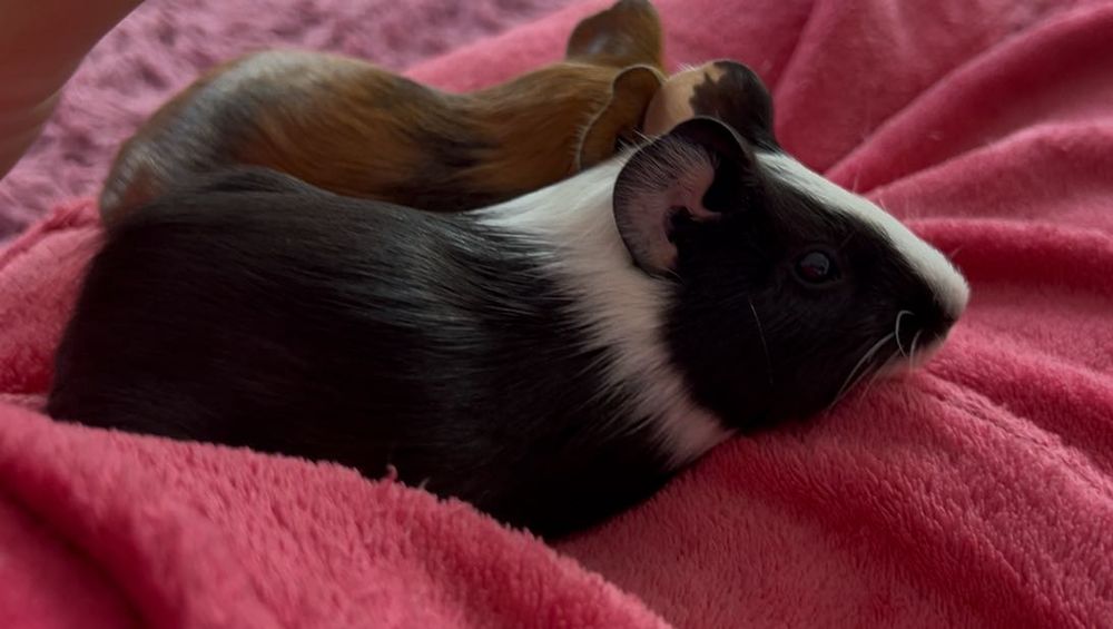 Морська свинка 250грн