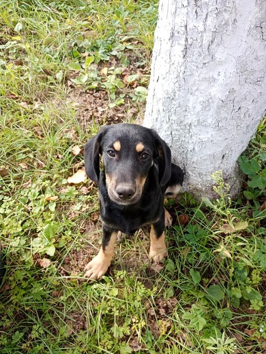 Продам цуценят Кокер Спаніель