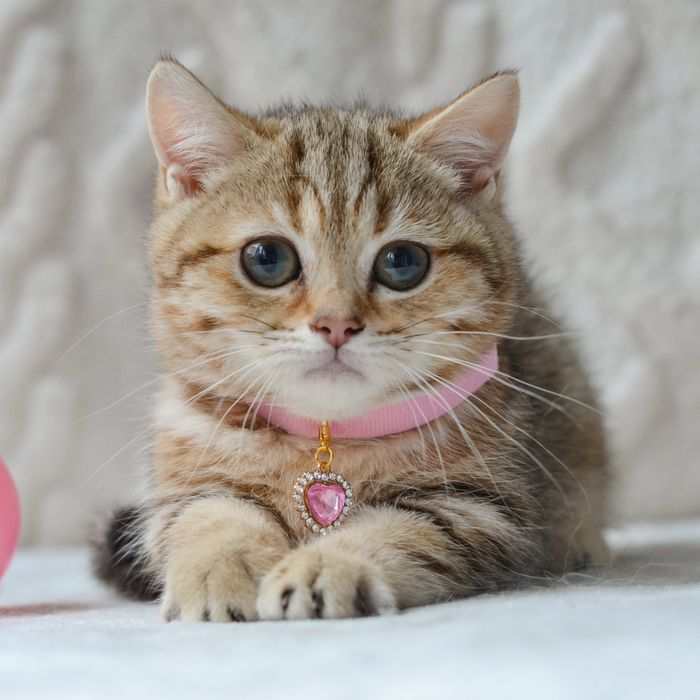 Чудова дівчинка манчкін