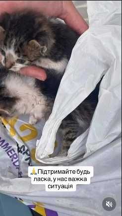 Котенок в беде, помогите