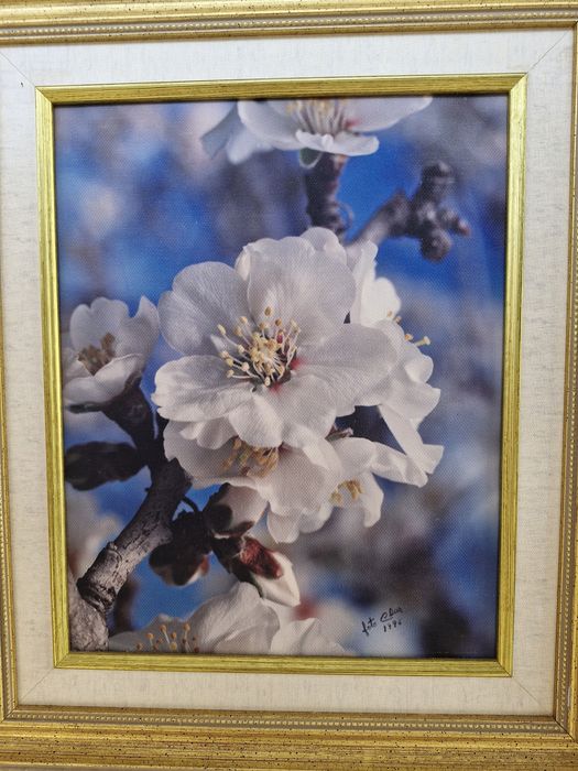 35 Quadros para Venda