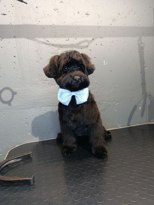 Мальтіпу хлопчик стандарт.