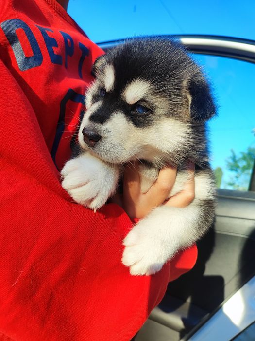 - - сибірський хаскі --