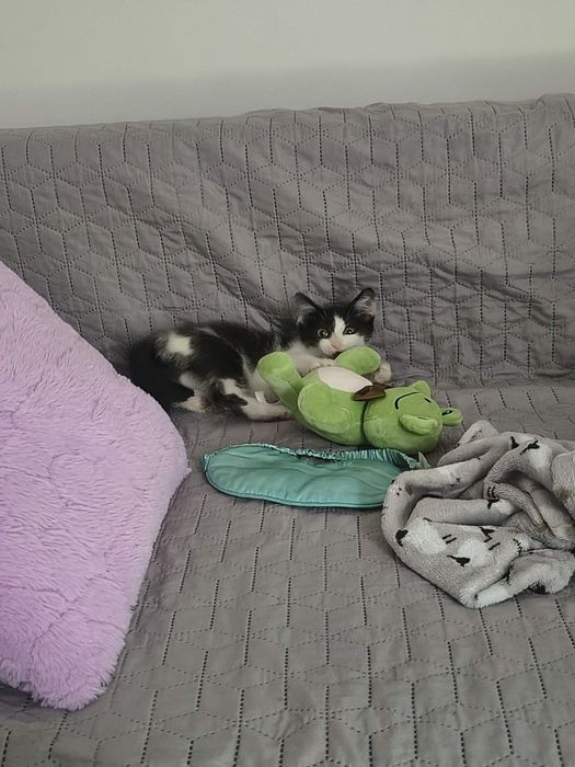 Mała kicia do adopcji