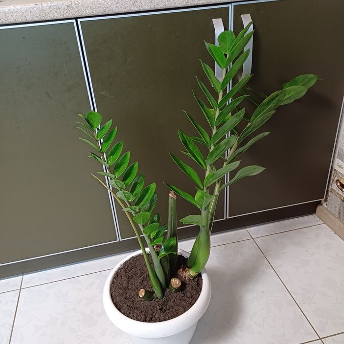 Продам заміокулькас